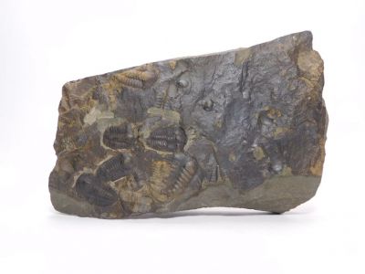 Elipsocephalus hoffi - Jince u Příbrami (2)